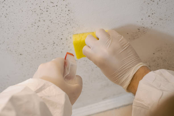 Mold Remediation for Vacation Homes